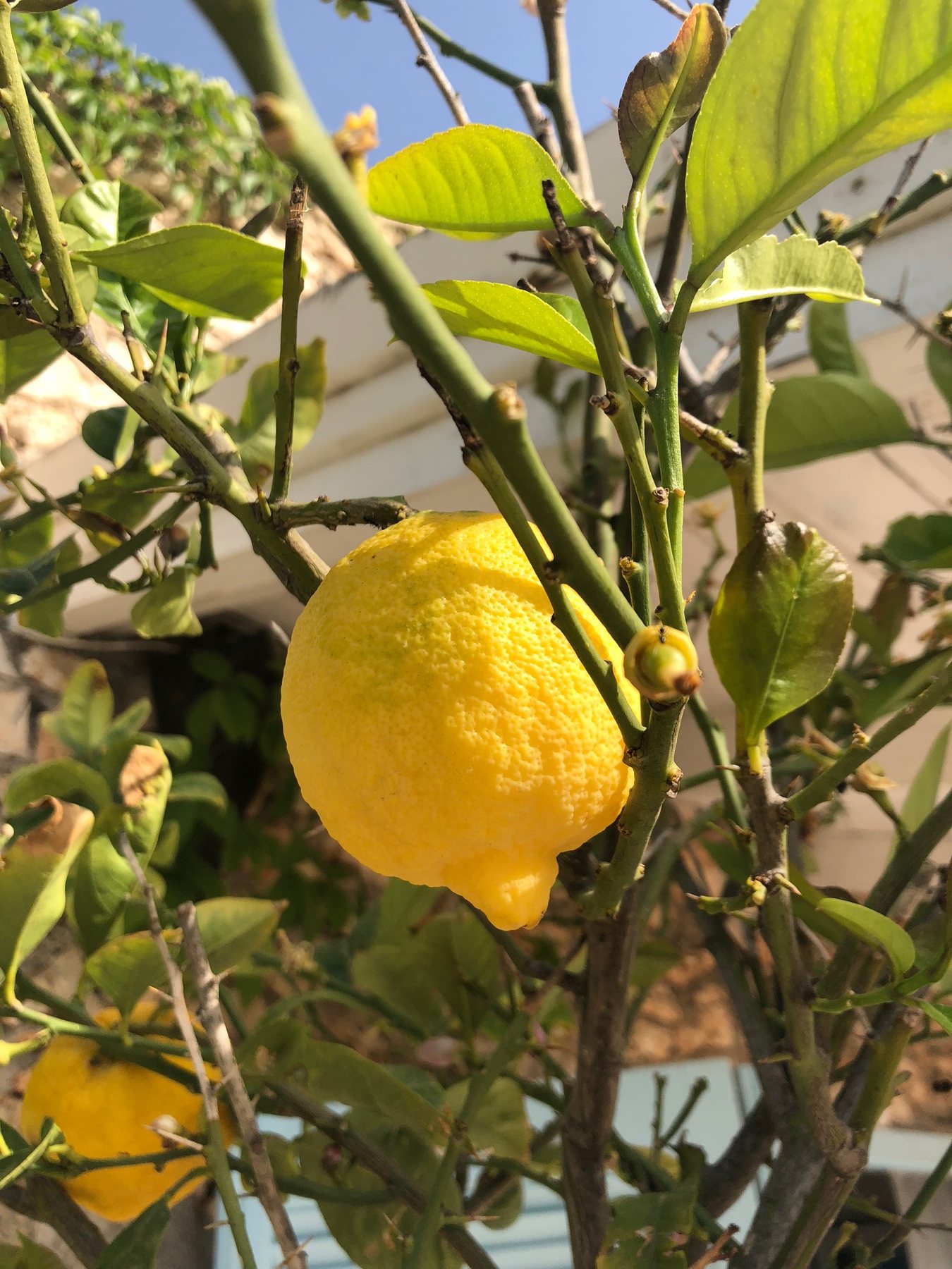 Lemon growing at Galini